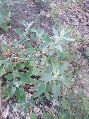 Chenopodium album