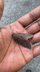 Citheronia sepulcralis