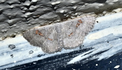 Somatina omicraria