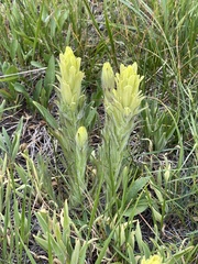 Castilleja pulchella
