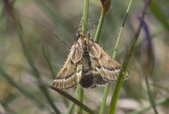 Synaphe bombycalis