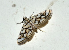 Elophila scitalis