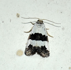 Maliattha quadripartita