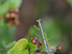 Callimantis antillarum