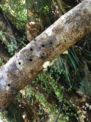 Physalacria pseudotropica