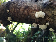 Physalacria pseudotropica