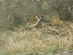Passer montanus