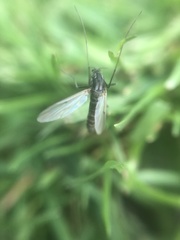 Chironomidae