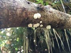 Physalacria pseudotropica