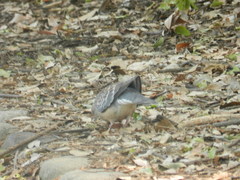 Streptopelia orientalis
