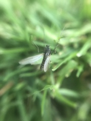 Chironomidae