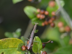 Callimantis antillarum