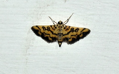 Glycythyma chrysorycta