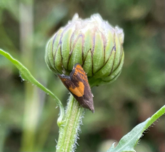 Dichrorampha alpinana