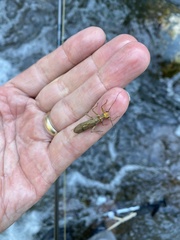 Hesperoperla pacifica