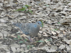 Streptopelia orientalis