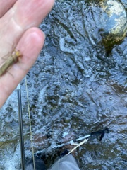 Hesperoperla pacifica