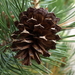 Pinus contorta murrayana - Photo (c) Jim Morefield, alguns direitos reservados (CC BY)