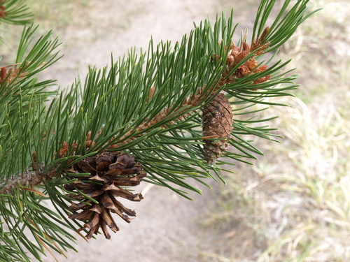 Pinus contorta