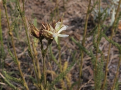 Horkeliella congdonis