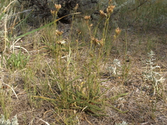 Horkeliella congdonis