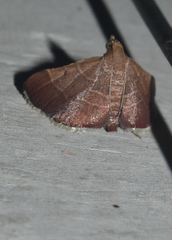 Hypsopygia amoenalis