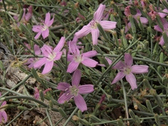Stephanomeria exigua exigua