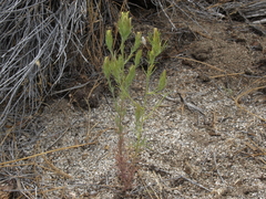 Cordylanthus ramosus