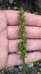 Carex stipata maxima