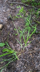 Carex stipata maxima