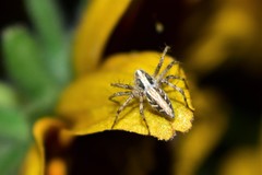 Oxyopes globifer