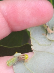Atymna helena