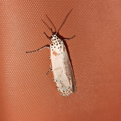 Utetheisa ornatrix