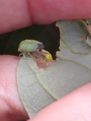 Atymna helena