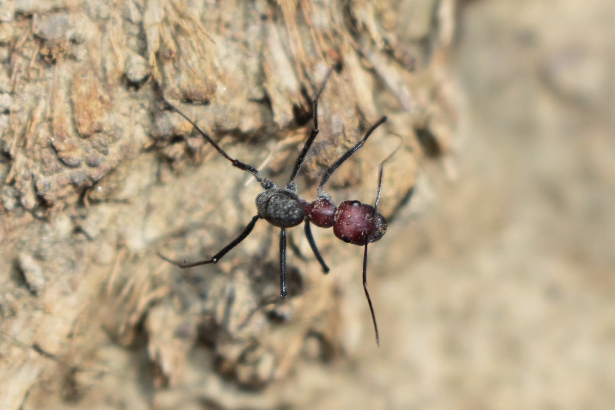 Cataglyphis setipes