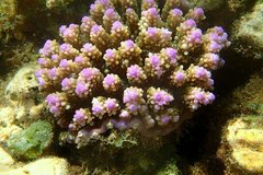 Acropora cerealis