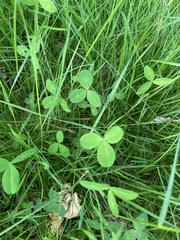 Trifolium medium