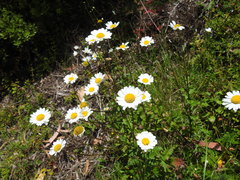 Leucanthemum sylvaticum