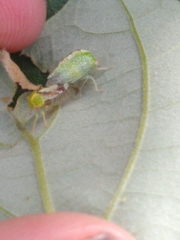 Atymna helena