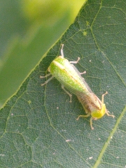Atymna helena