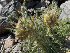 Cirsium funkiae