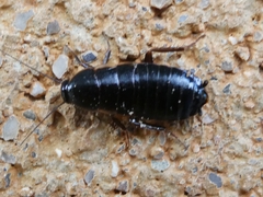 Loboptera canariensis