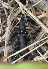 Dromochorus belfragei