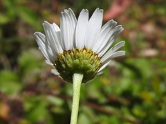 Leucanthemum sylvaticum