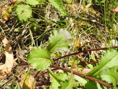 Leucanthemum sylvaticum