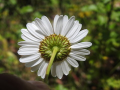 Leucanthemum sylvaticum