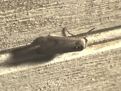 Lepidoptera