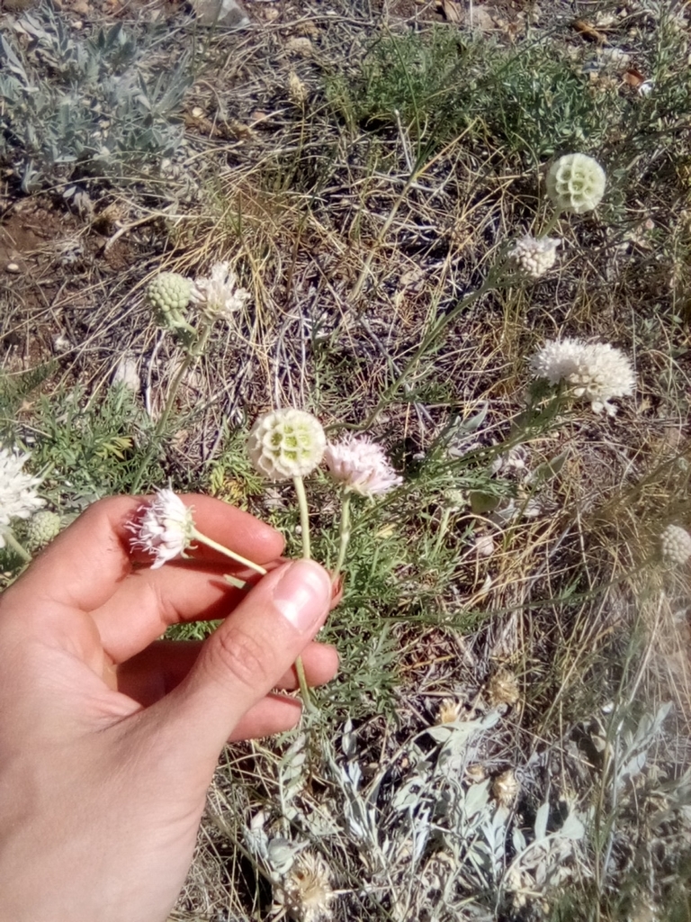 Lomelosia isetensis; photograph Михаил Орлов, CC BY, iNaturalist via GBIF