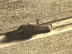 Lepidoptera