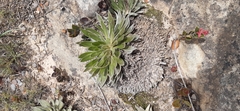 Espeletia funckii